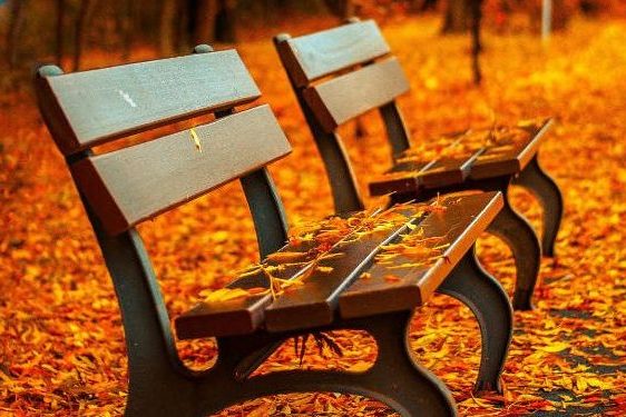 Zwei Bänke umgeben von herbstlichen Blättern.