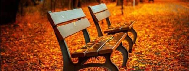 Moodbild Herbst im Wald Praxis Friedemann Theill Köln Zwei Bänke umgeben von herbstlichen Blättern.