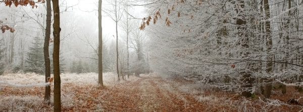 winterwaldpfad Moodbild Praxis Friedemann Theill Köln Winterwaldpfad