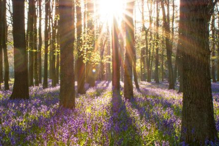 Ein Wald mit einer Blumenwiese, bedeckt mit lila Blumen.