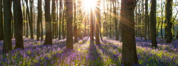 Amerikanische Chiropraktik in Köln mit Sport das Nervensystem untersützen Ein Wald mit einer Blumenwiese, bedeckt mit lila Blumen.